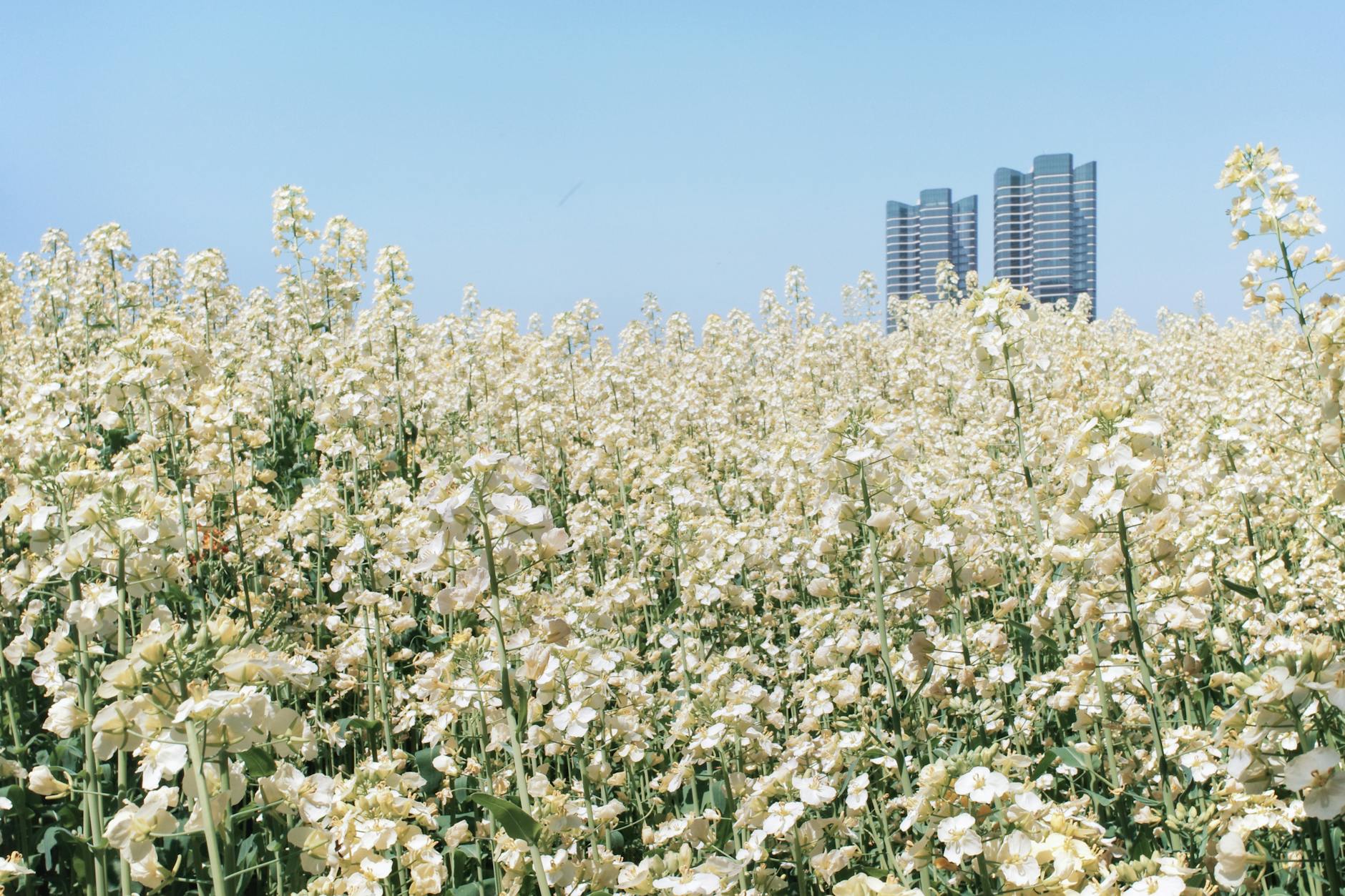 Panoramic view of a blooming flower field against a city skyline under a clear blue sky.