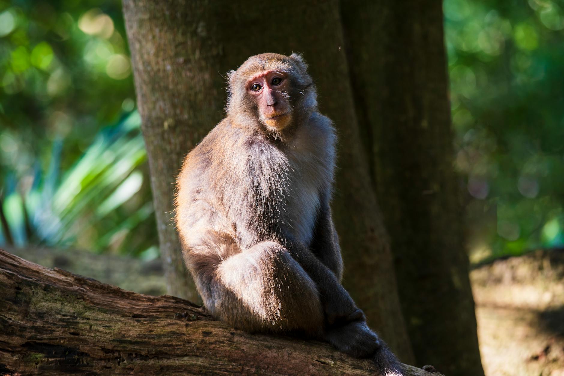 Formosan rock macaque sitting on a branch in a dense forest with natural light.