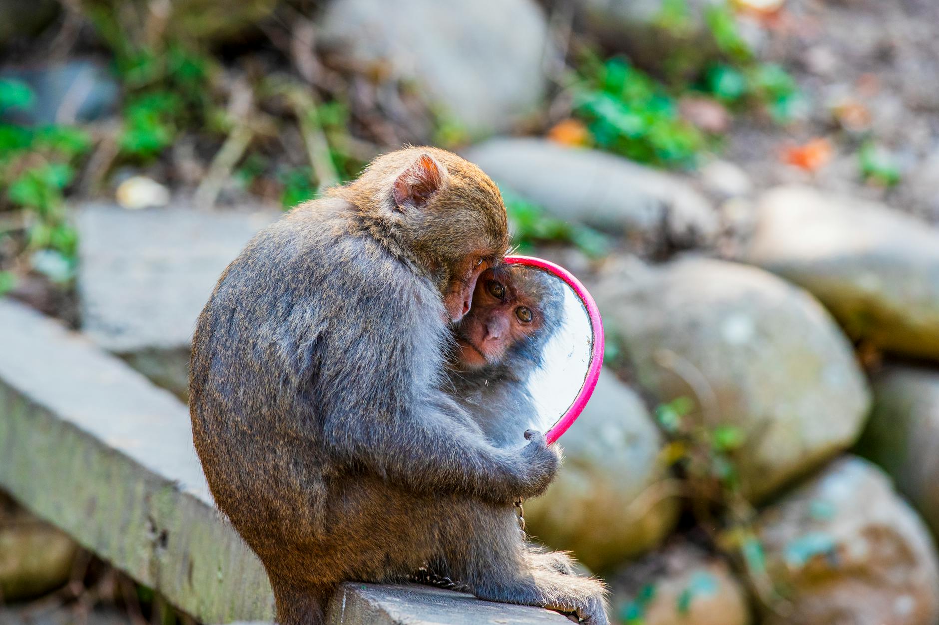 A macaque monkey holding a mirror outdoors, reflecting its curious expression.